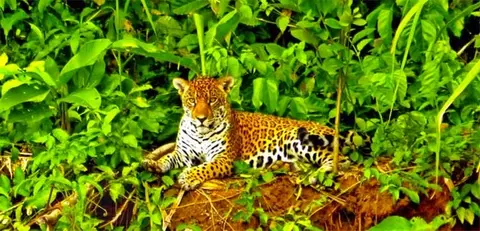 madidi