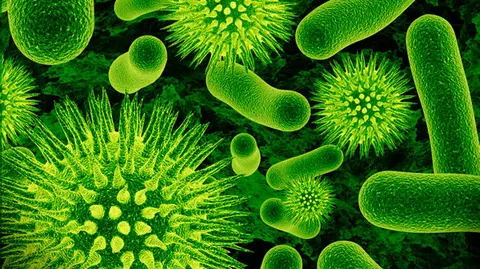 bacteria