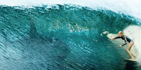 shark