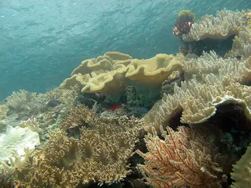crucero-ingles-destruye-arrecife-coral-papua-occidental-3