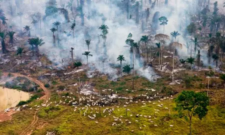 deforestacion