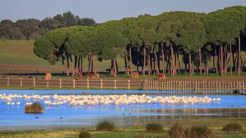 do&ntilde;ana