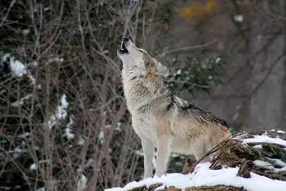 lobo