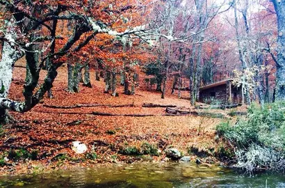 bosques-europa