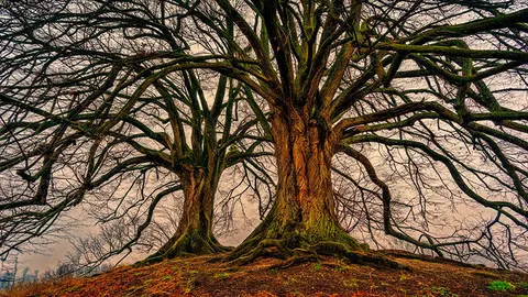 tree-3097419_1280