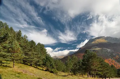 bosque-subalpino