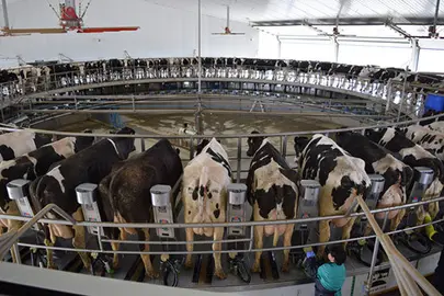 campo-granjas-vacas