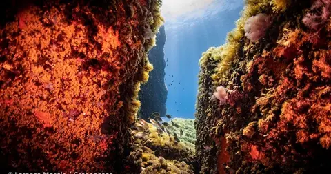 monte-vema-greenpeace_opt