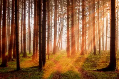 arboles-bosque-pixabay