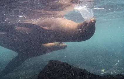 Leones-marinos-tortugas-e-iguanas-se-topan-ya-con-el-plastico-en-las-islas-Galapagos_opt