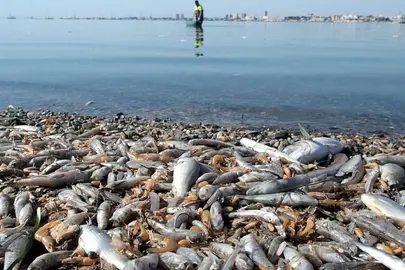 peces-muertos-mar-menor-ecologistas-en-accion_opt