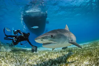 OceanImageBank_JettBritnell_opt