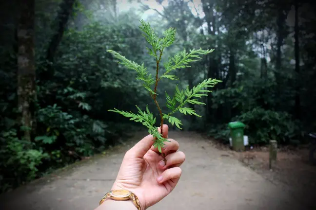 pexels-mixu-hoja-eco-friendly