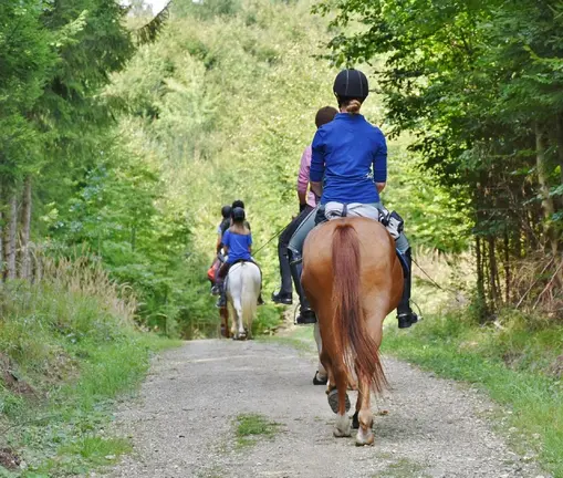 horses-3635517_1280