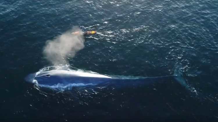 lagunabeach-surfero-ballena