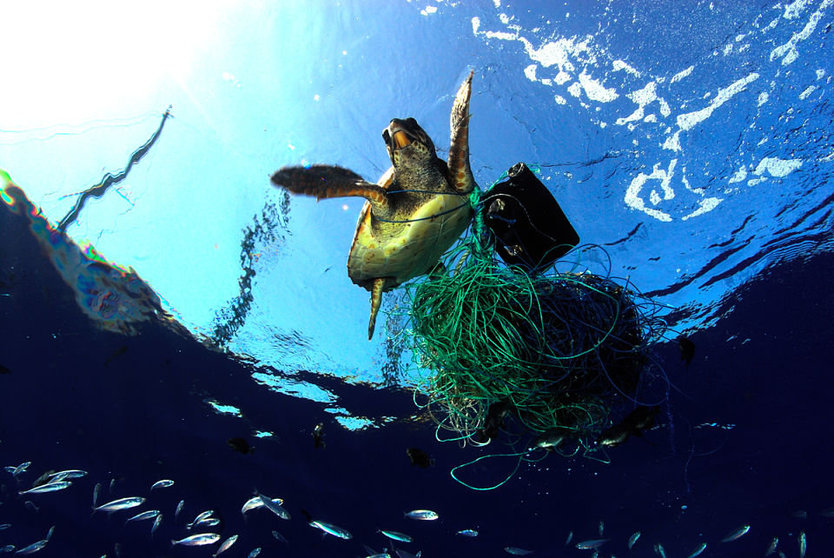 Sea turtle entangled in fishing gear. Greenpeace activists onboard the Rainbow Warrior found the turtle in the Mediterranean Sea north of Libya, and freed it. The Rainbow Warrior is in the Mediterranean for a three month expedition "Defending Our Mediterranean". Greenpeace is calling for the creation of marine reserves in the Mediterranean Sea, as part of a global network covering 40% of our seas and oceans. ‚Äö√Ñ¬Æ
