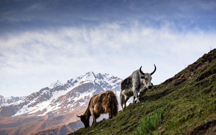 montana-vaca-pixabay