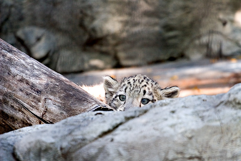 leopardo-nieves-Shawn-Kinkade-flickr-licencia-cc