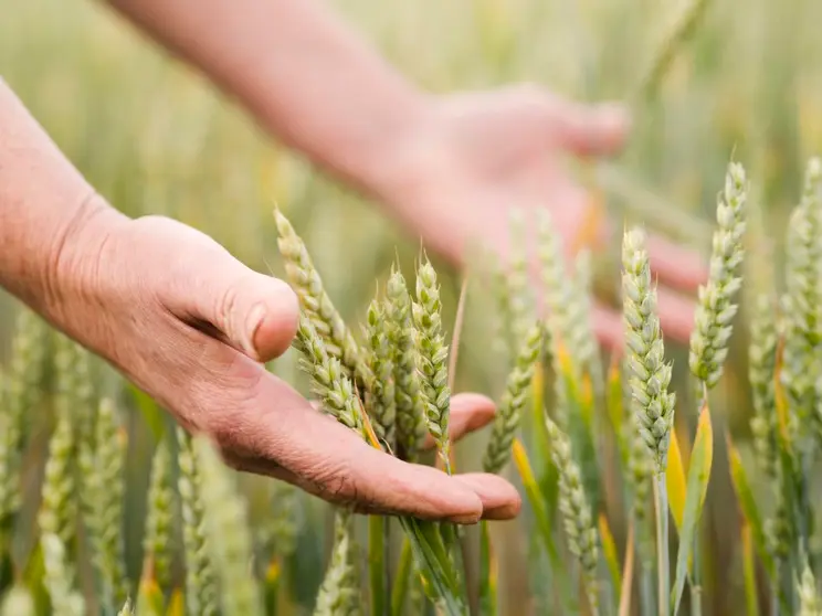 agricultura-freepik