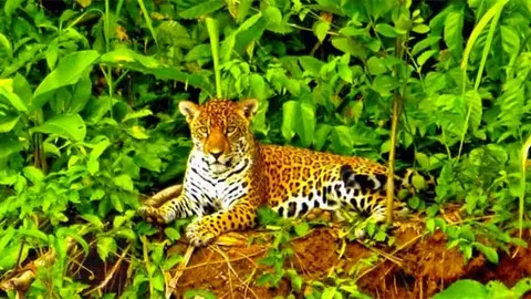 madidi