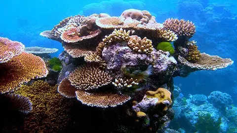 coral0