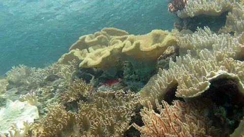 crucero-ingles-destruye-arrecife-coral-papua-occidental-3