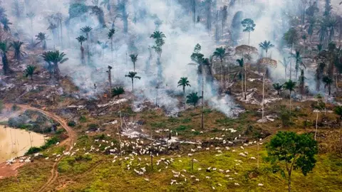 deforestacion