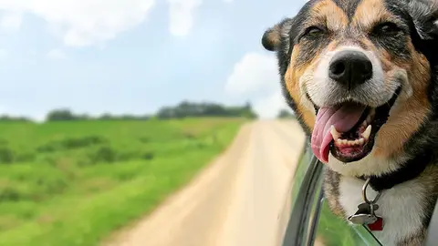 consejos-viajar-mascota