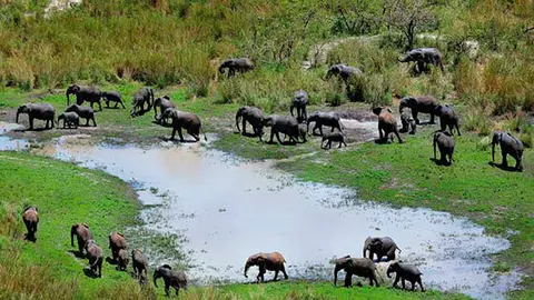 Congo-elefantes-en-garamba