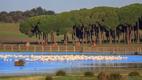 do&ntilde;ana