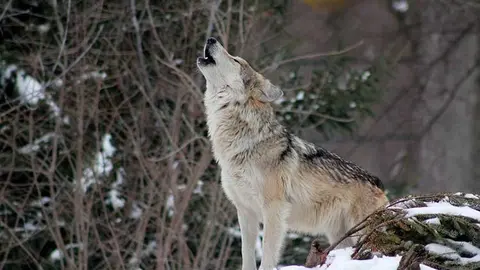 lobo