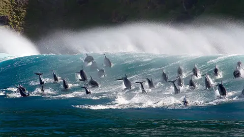 planet-earth-blue-planet-ii-dolphins