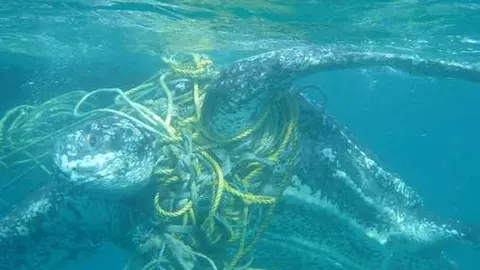 Cientos-de-tortugas-marinas-mueren-cada-ano-enredadas-en-basura_image_380
