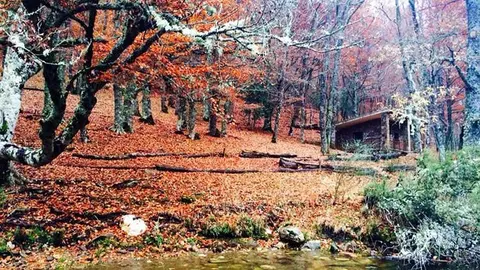 bosques-europa