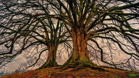 tree-3097419_1280