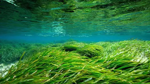 posidonia-3