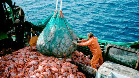 sobrepesca