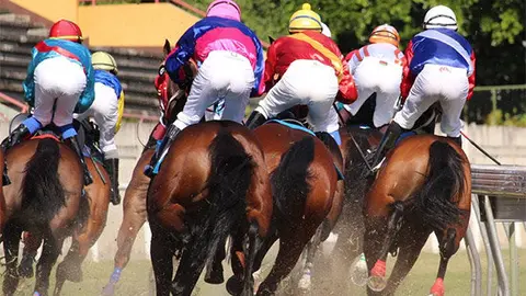 horses-1