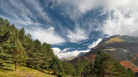 bosque-subalpino