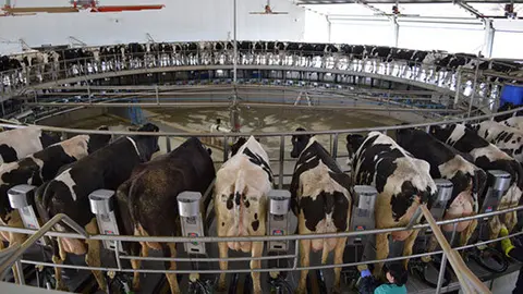 campo-granjas-vacas