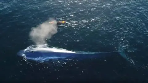 lagunabeach-surfero-ballena
