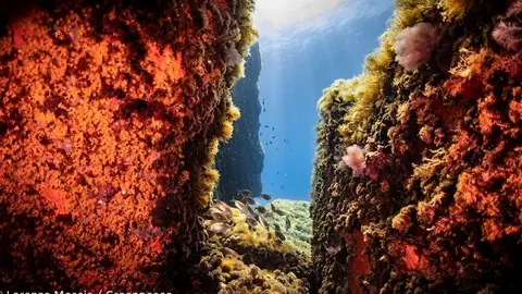 monte-vema-greenpeace_opt