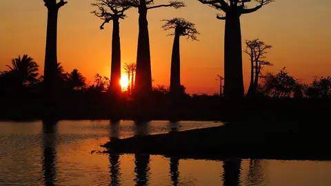 atardecer-en-la-avenida-de-los-baobabs_opt