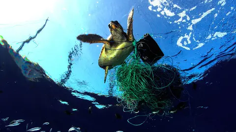 Sea turtle entangled in fishing gear. Greenpeace activists onboard the Rainbow Warrior found the turtle in the Mediterranean Sea north of Libya, and freed it. The Rainbow Warrior is in the Mediterranean for a three month expedition "Defending Our Mediterranean". Greenpeace is calling for the creation of marine reserves in the Mediterranean Sea, as part of a global network covering 40% of our seas and oceans. &sbquo;&Auml;&ouml;&radic;&Ntilde;&not;&AElig;