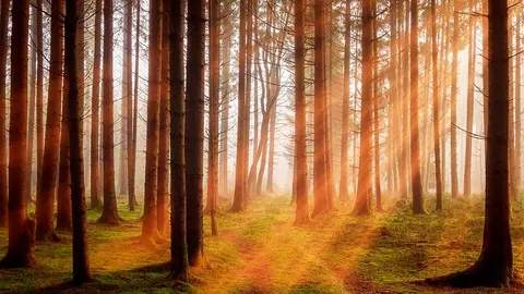 arboles-bosque-pixabay