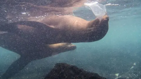 Leones-marinos-tortugas-e-iguanas-se-topan-ya-con-el-plastico-en-las-islas-Galapagos_opt