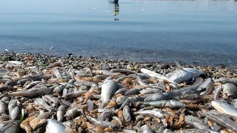 peces-muertos-mar-menor-ecologistas-en-accion_opt