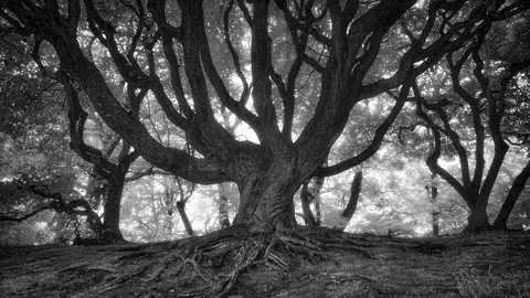 arbol-viejo-Jon Dickson-licencia-cc