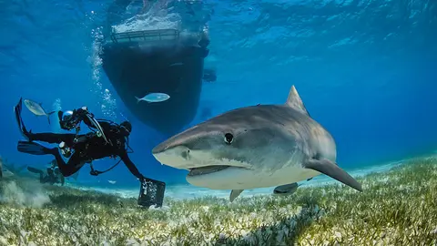OceanImageBank_JettBritnell_opt