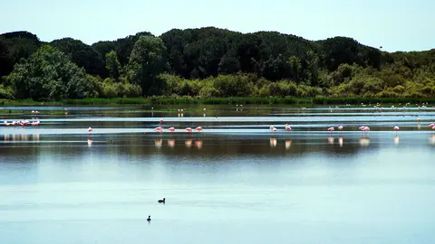 donana-pelicanos-flickr-cc-mr-Theklan